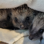 Igel Pflege 6
