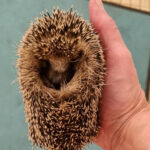 klein Igel Pflege 2