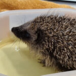 klein Igel Pflege 3