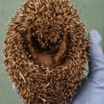 klein Igel Pflege 5